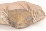 Spiny Selenopeltis Trilobite (Head Tucked) - Erfoud, Morocco #206446-4